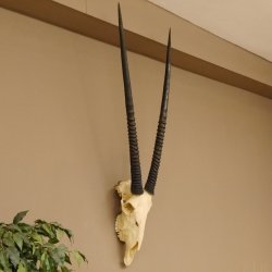 Oryx (Oryx gazella) Hoornlengte 80,5 cm Antilope Spießbock Afrika Schedel trofee Schild 88.3.109