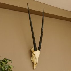 Oryx (Oryx gazella) Hoornlengte 80,5 cm Antilope Spießbock Afrika Schedel trofee Schild 88.3.109