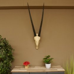 Oryx (Oryx gazella) Hoornlengte 80,5 cm Antilope Spießbock Afrika Schedel trofee Schild 88.3.109