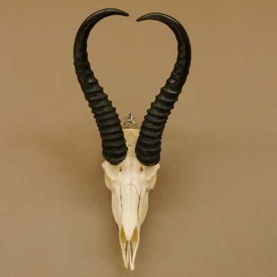 Springbok antelope trophy Skull trophy HL 35 cm on trophy shield 88.6.104