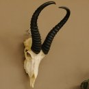 Springbok antelope trophy Skull trophy HL 35 cm on trophy shield 88.6.104