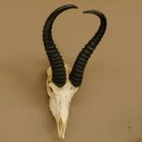 Springbok antelope trophy Skull trophy HL 35 cm on trophy shield 88.6.104