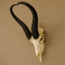 Springbok antelope trophy Skull trophy HL 35 cm on trophy shield 88.6.104