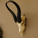 Springbok antelope trophy Skull trophy HL 35 cm on trophy shield 88.6.104