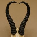 Springbok antelope trophy Skull trophy HL 35 cm on trophy shield 88.6.104