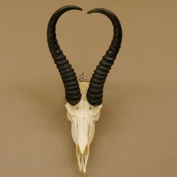 Springbok antelope trophy Skull trophy HL 35 cm on trophy shield 88.6.104