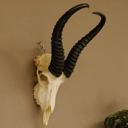 Springbok antelope trophy Skull trophy HL 35 cm on trophy shield 88.6.104