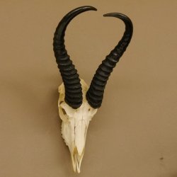 Springbok antelope trophy Skull trophy HL 35 cm on trophy shield 88.6.104