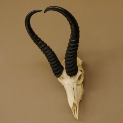 Springbok antelope trophy Skull trophy HL 35 cm on trophy shield 88.6.104