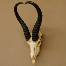 Springbok antelope trophy Skull trophy HL 35 cm on trophy shield 88.6.104