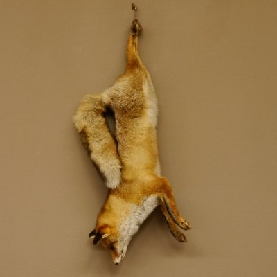 Fuchs Stillleben Rotfuchs Präparat Tierpräparat Tiertrophäe 89.8.178