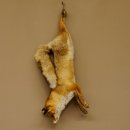 Fuchs Stillleben Rotfuchs Präparat Tierpräparat...