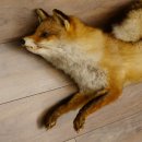 Fuchs Stillleben Rotfuchs Präparat Tierpräparat Tiertrophäe 89.8.178
