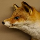 Fuchs Stillleben Rotfuchs Präparat Tierpräparat...