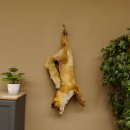 Fuchs Stillleben Rotfuchs Präparat Tierpräparat Tiertrophäe 89.8.178