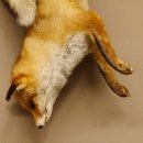 Fuchs Stillleben Rotfuchs Präparat Tierpräparat Tiertrophäe 89.8.178