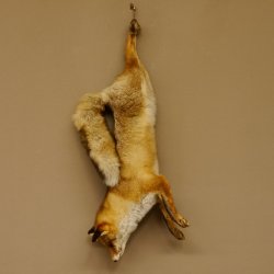 Fuchs Stillleben Rotfuchs Präparat Tierpräparat Tiertrophäe 89.8.178