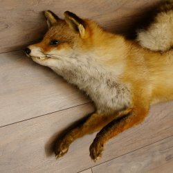 Fuchs Stillleben Rotfuchs Präparat Tierpräparat Tiertrophäe 89.8.178