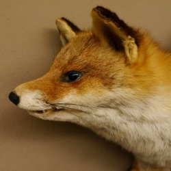 Fuchs Stillleben Rotfuchs Präparat Tierpräparat Tiertrophäe 89.8.178