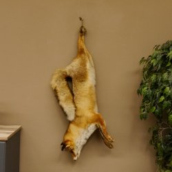 Fuchs Stillleben Rotfuchs Präparat Tierpräparat Tiertrophäe 89.8.178