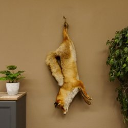 Fuchs Stillleben Rotfuchs Präparat Tierpräparat Tiertrophäe 89.8.178