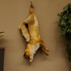 Fuchs Stillleben Rotfuchs Präparat Tierpräparat Tiertrophäe 89.8.178