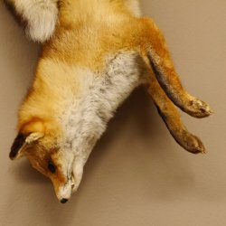 Fuchs Stillleben Rotfuchs Präparat Tierpräparat Tiertrophäe 89.8.178