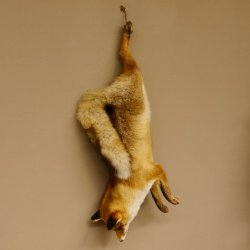 Fuchs Stillleben Rotfuchs Präparat Tierpräparat Tiertrophäe 89.8.178