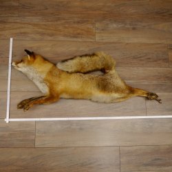 Fuchs Stillleben Rotfuchs Präparat Tierpräparat Tiertrophäe 89.8.178