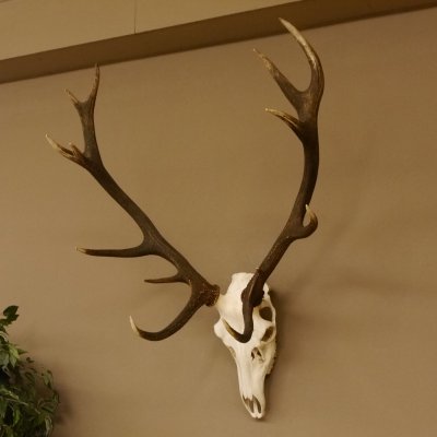 Red deer antlers 6-point stag Height 59 cm Deer antlers Carved trophy plaque 70.1031