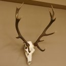 Red deer antlers 6-point stag Height 59 cm Deer antlers Carved trophy plaque 70.1031