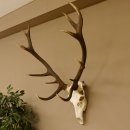 Red deer antlers 6-point stag Height 59 cm Deer antlers Carved trophy plaque 70.1031