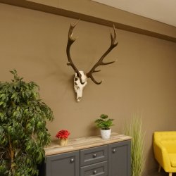 Red deer antlers 6-point stag Height 59 cm Deer antlers Carved trophy plaque 70.1031