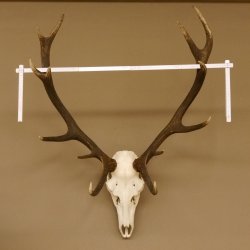 Red deer antlers 6-point stag Height 59 cm Deer antlers Carved trophy plaque 70.1031