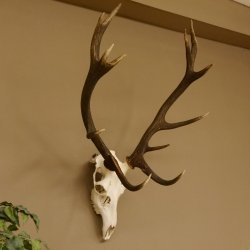 Red deer antlers 6-point stag Height 59 cm Deer antlers Carved trophy plaque 70.1031