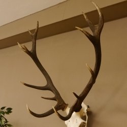 Red deer antlers 6-point stag Height 59 cm Deer antlers Carved trophy plaque 70.1031