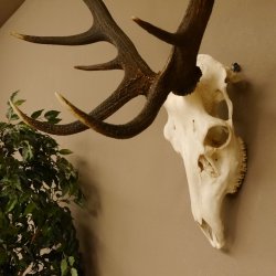 Red deer antlers 6-point stag Height 59 cm Deer antlers Carved trophy plaque 70.1031