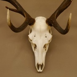 Red deer antlers 6-point stag Height 59 cm Deer antlers Carved trophy plaque 70.1031