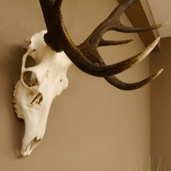 Red deer antlers 6-point stag Height 59 cm Deer antlers Carved trophy plaque 70.1031