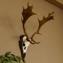 Damhirsch Geweih Höhe 71 cm Dam Hirsch Hirschgeweih...