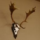 Damhirsch Geweih Höhe 71 cm Dam Hirsch Hirschgeweih Trophäenschild 72.539