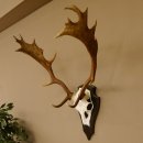 Damhirsch Geweih Höhe 71 cm Dam Hirsch Hirschgeweih Trophäenschild 72.539