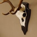 Damhirsch Geweih Höhe 71 cm Dam Hirsch Hirschgeweih Trophäenschild 72.539