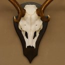 Damhirsch Geweih Höhe 71 cm Dam Hirsch Hirschgeweih Trophäenschild 72.539