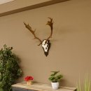 Damhirsch Geweih Höhe 71 cm Dam Hirsch Hirschgeweih Trophäenschild 72.539