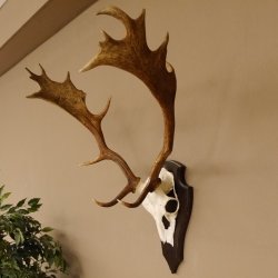 Damhirsch Geweih Höhe 71 cm Dam Hirsch Hirschgeweih Trophäenschild 72.539