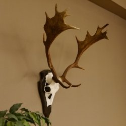 Damhirsch Geweih Höhe 71 cm Dam Hirsch Hirschgeweih Trophäenschild 72.539