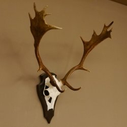 Damhirsch Geweih Höhe 71 cm Dam Hirsch Hirschgeweih Trophäenschild 72.539