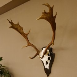 Damhirsch Geweih Höhe 71 cm Dam Hirsch Hirschgeweih Trophäenschild 72.539