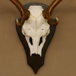 Damhirsch Geweih Höhe 71 cm Dam Hirsch Hirschgeweih Trophäenschild 72.539